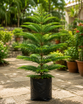 Norfolk Island Pine (Araucaria)