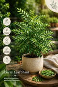 Curry Leaves- Tez Patta