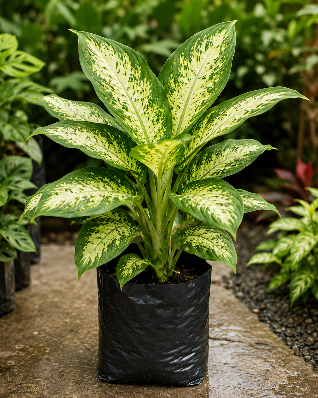 Dieffenbachia- Dafan Bekia