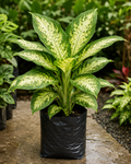 Dieffenbachia- Dafan Bekia