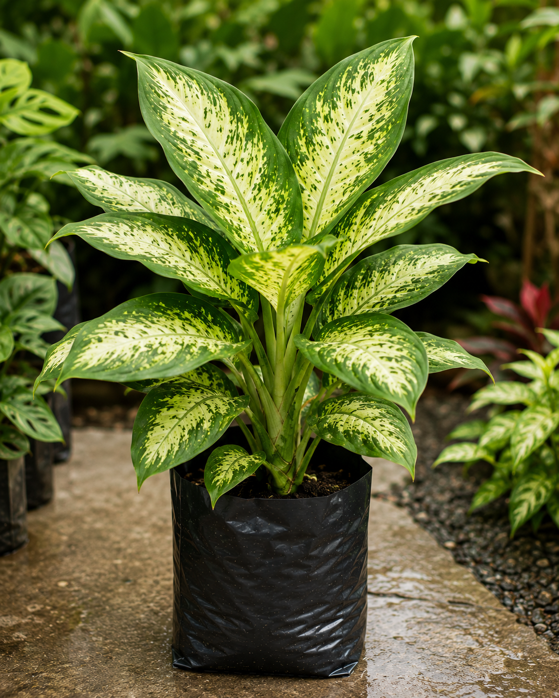 Dieffenbachia- Dafan Bekia