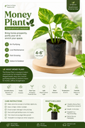 Money Plant (Scientific Name: Epipremnum Aureum  Family: Araceae)