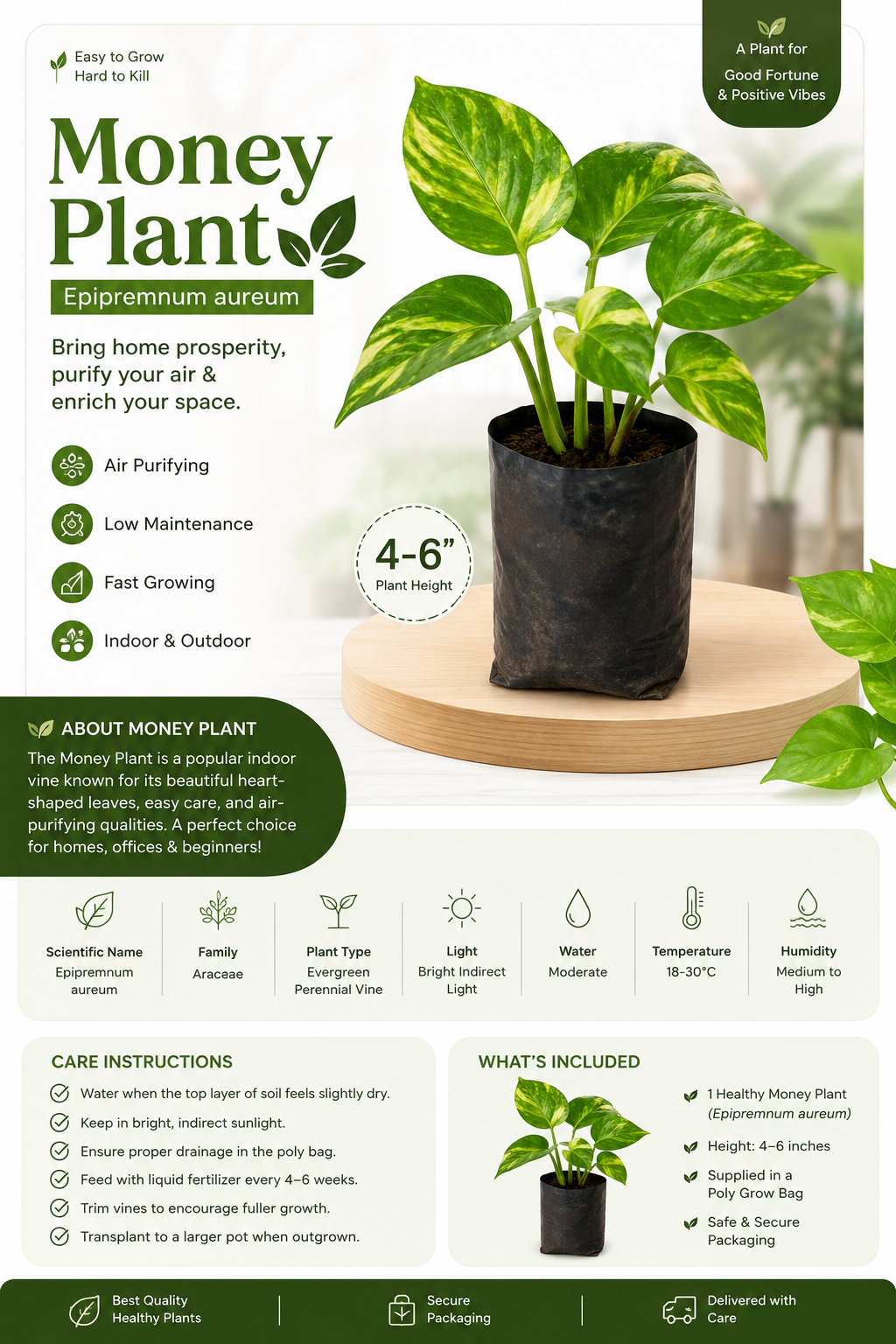 Money Plant (Scientific Name: Epipremnum Aureum  Family: Araceae)