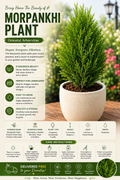 Morpankhi Plant (Oriental Arborvitae)