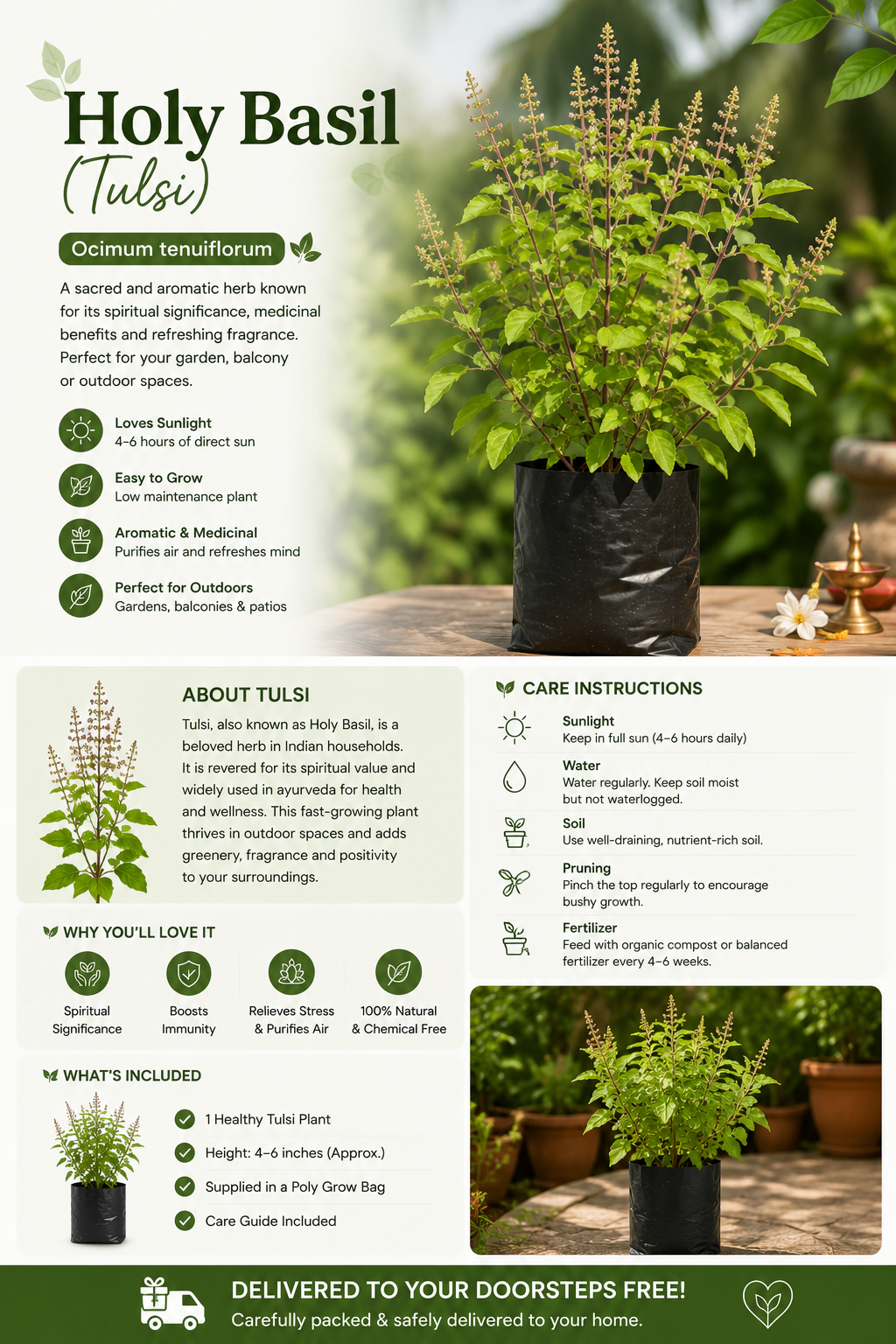 Holy Basil (Tulsi)