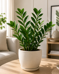 ZZ Plant (Zanzibar Gem)