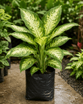 Dieffenbachia- Dafan Bekia - Roots of India- House No 205, Phase VI H Block, Aaya Nagar, New Delhi 110047