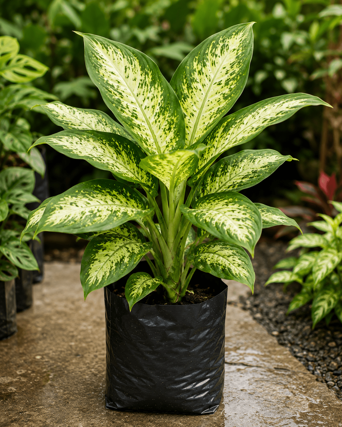Dieffenbachia- Dafan Bekia - Roots of India- House No 205, Phase VI H Block, Aaya Nagar, New Delhi 110047