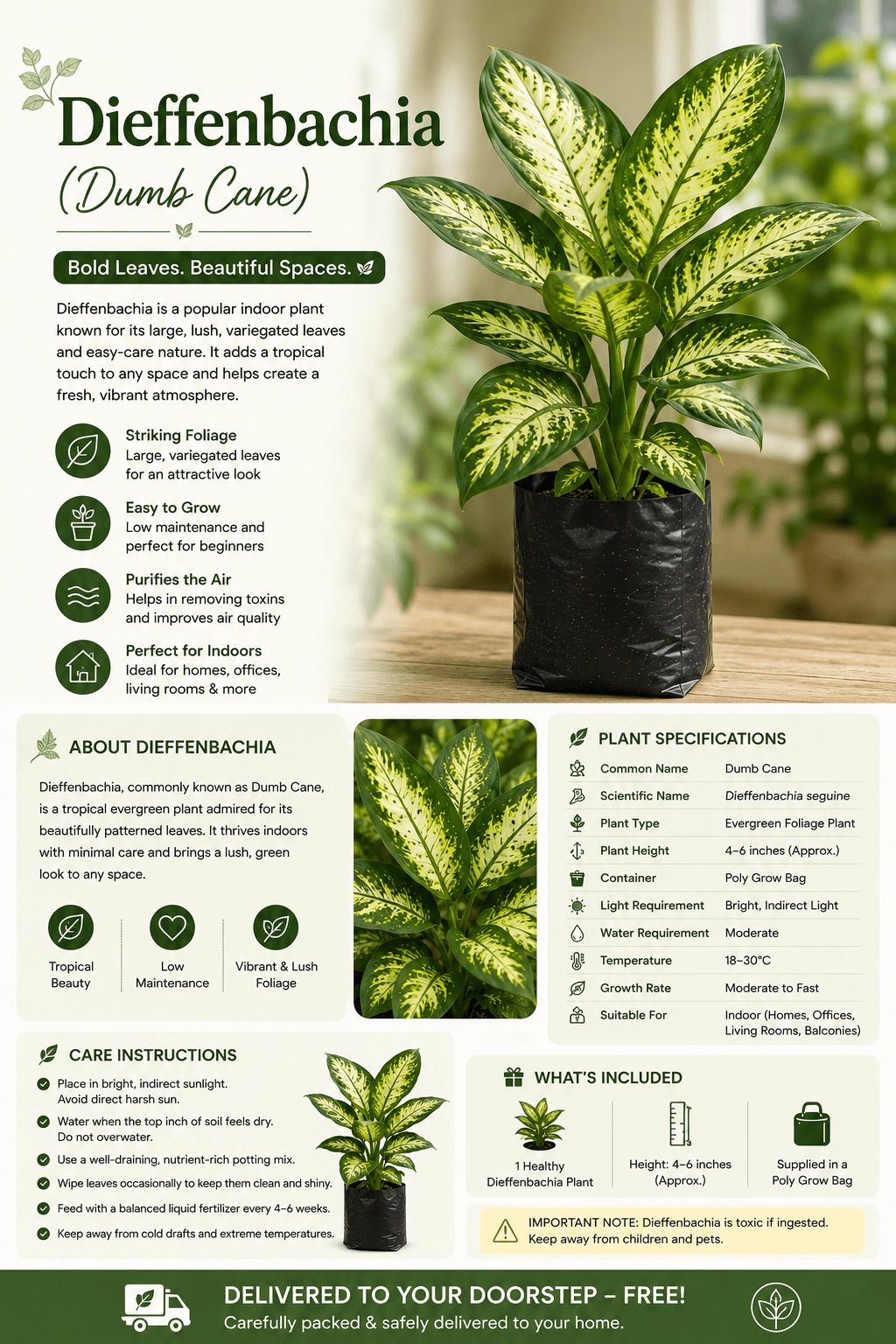 Dieffenbachia- Dafan Bekia - Roots of India- House No 205, Phase VI H Block, Aaya Nagar, New Delhi 110047