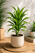 Dracaena Plant (Dragon Plant) - Roots of India- House No 205, Phase VI H Block, Aaya Nagar, New Delhi 110047