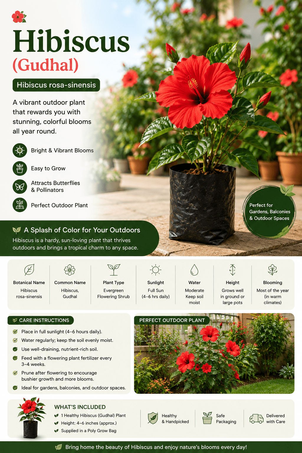 Hibiscus Plant (Gudhal) - Roots of India- House No 205, Phase VI H Block, Aaya Nagar, New Delhi 110047
