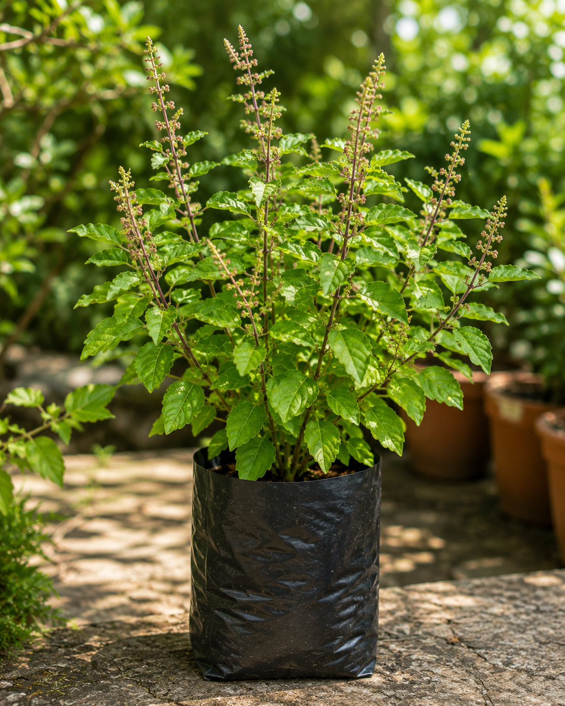 Holy Basil (Tulsi) - Roots of India- House No 205, Phase VI H Block, Aaya Nagar, New Delhi 110047