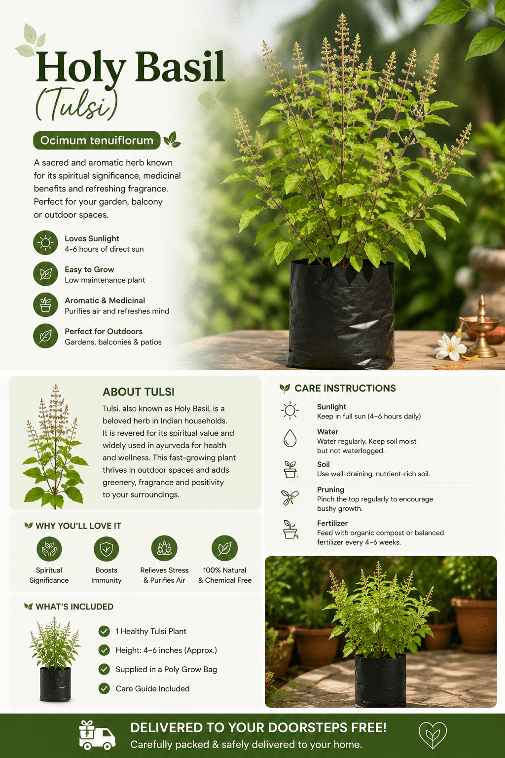 Holy Basil (Tulsi) - Roots of India- House No 205, Phase VI H Block, Aaya Nagar, New Delhi 110047