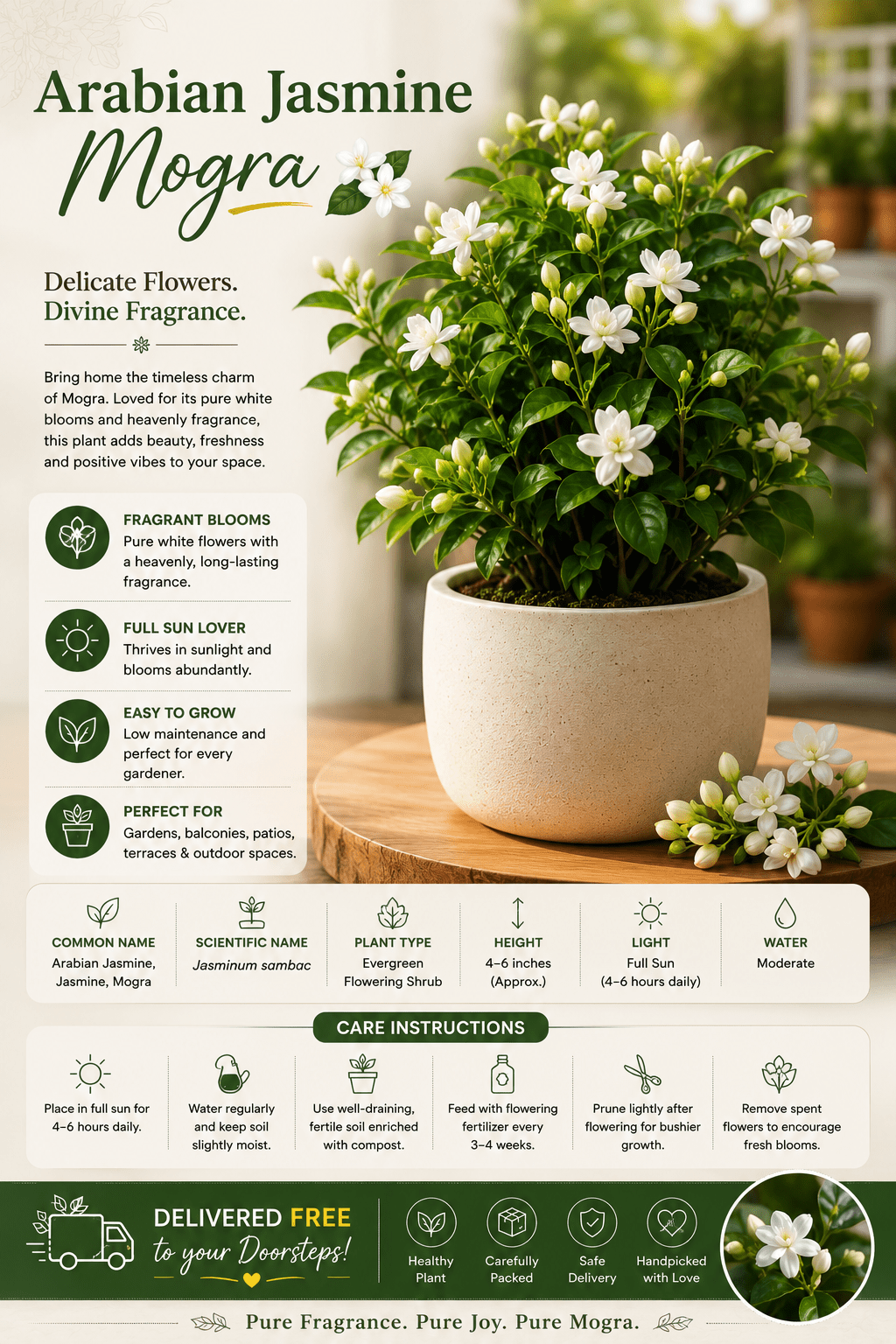 Mogra (Arabian Jasmine) - Roots of India- House No 205, Phase VI H Block, Aaya Nagar, New Delhi 110047