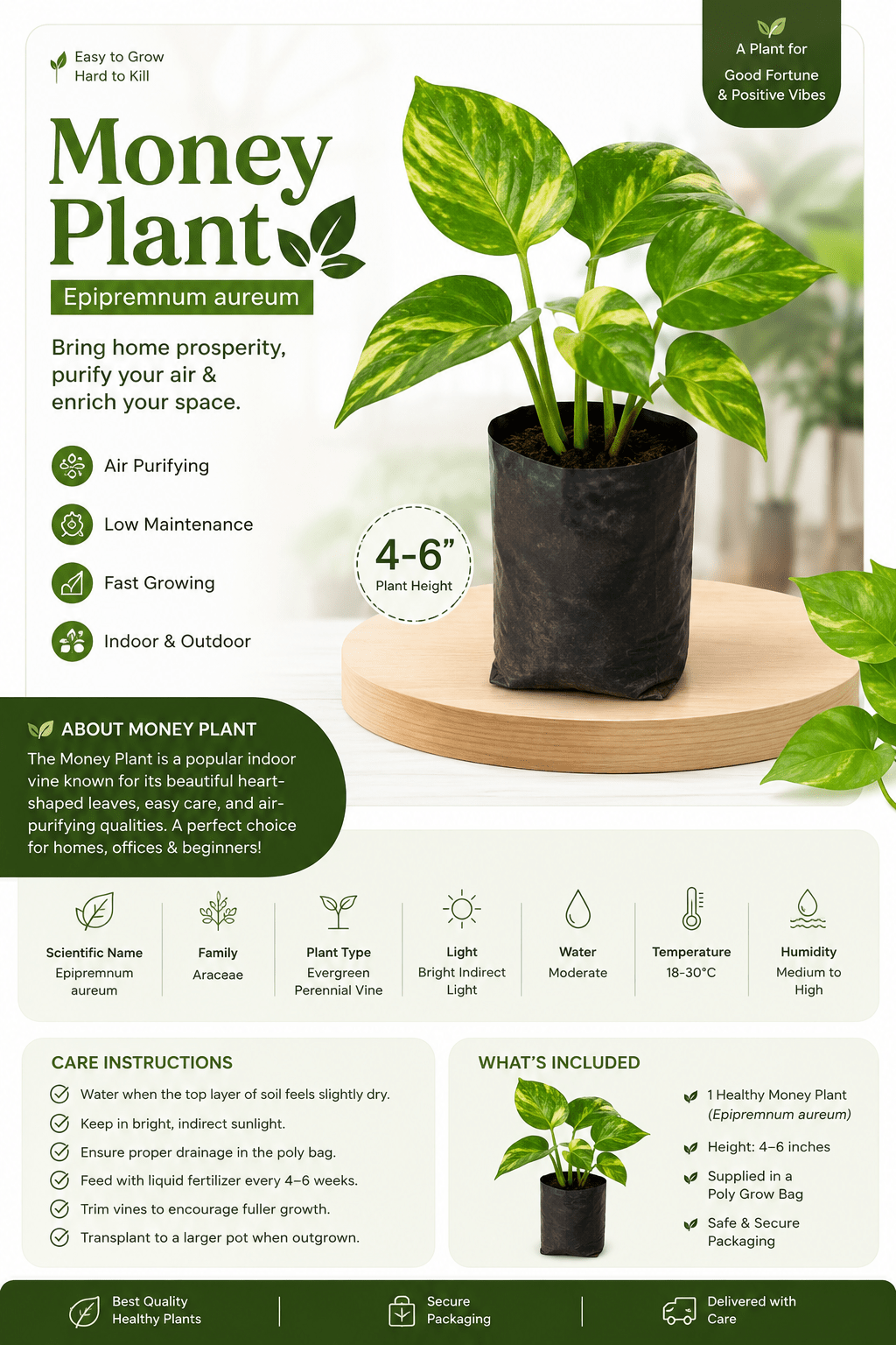 Money Plant (Scientific Name: Epipremnum Aureum Family: Araceae) - Roots of India- House No 205, Phase VI H Block, Aaya Nagar, New Delhi 110047