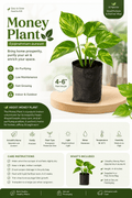 Money Plant (Scientific Name: Epipremnum Aureum Family: Araceae) - Roots of India- House No 205, Phase VI H Block, Aaya Nagar, New Delhi 110047