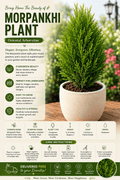 Morpankhi Plant (Oriental Arborvitae) - Roots of India- House No 205, Phase VI H Block, Aaya Nagar, New Delhi 110047