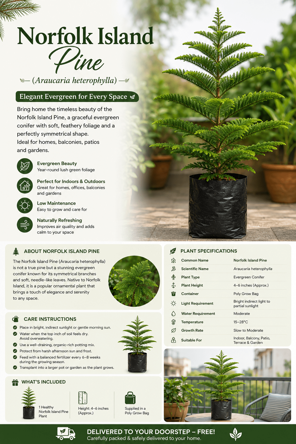 Norfolk Island Pine (Araucaria) - Roots of India- House No 205, Phase VI H Block, Aaya Nagar, New Delhi 110047