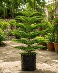 Norfolk Island Pine (Araucaria) - Roots of India- House No 205, Phase VI H Block, Aaya Nagar, New Delhi 110047