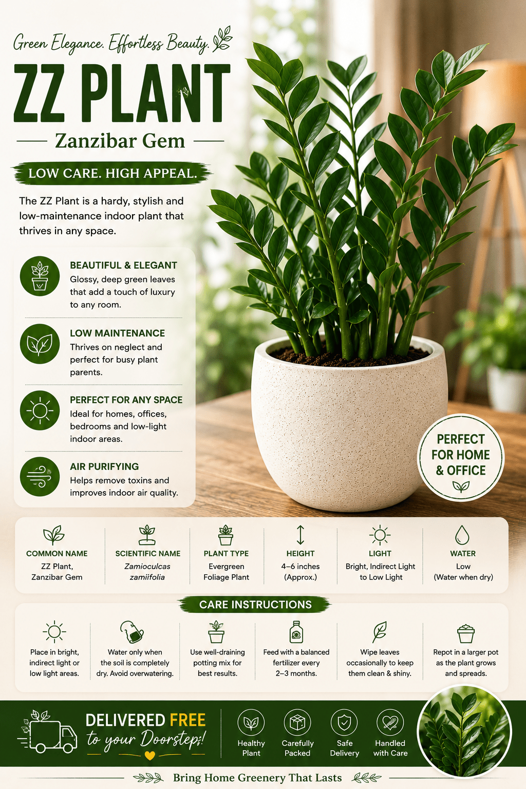 ZZ Plant (Zanzibar Gem) - Roots of India- House No 205, Phase VI H Block, Aaya Nagar, New Delhi 110047