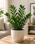 ZZ Plant (Zanzibar Gem) - Roots of India- House No 205, Phase VI H Block, Aaya Nagar, New Delhi 110047